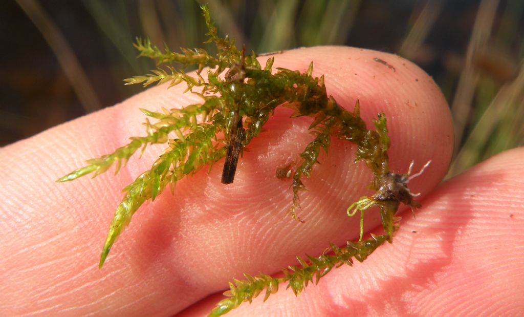 Muschio acquatico - Calliergonella cuspidata